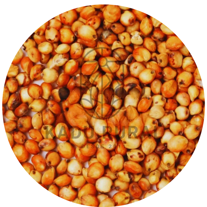 Sorgo